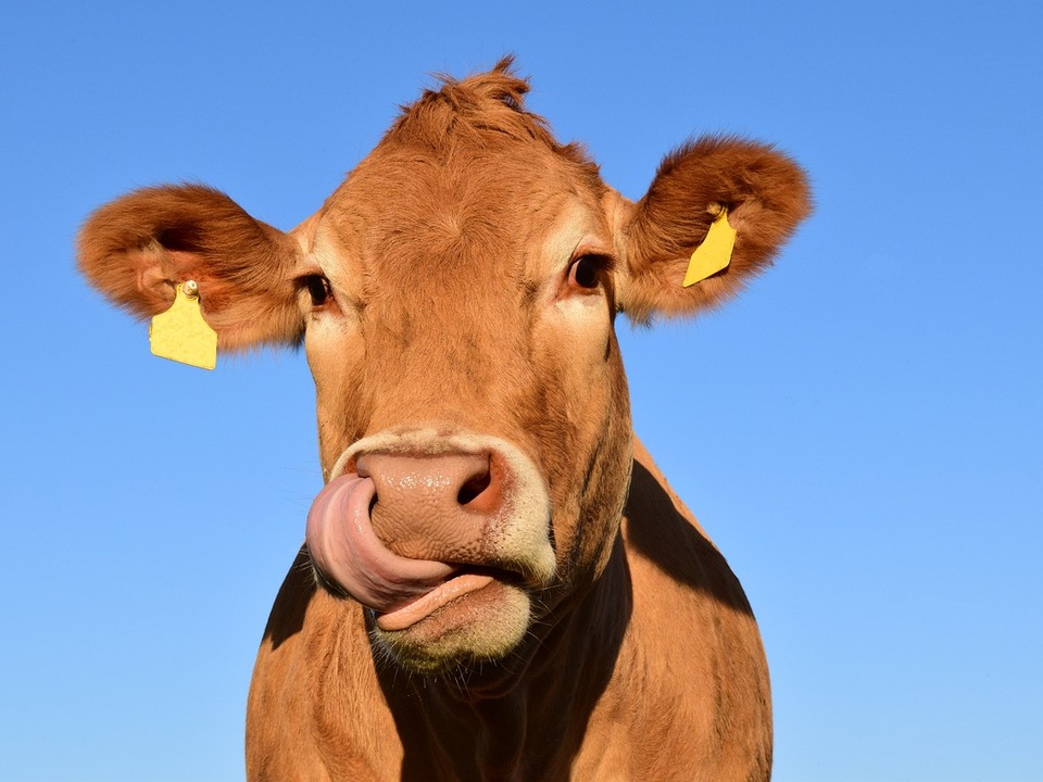 En France, les nouveaux arrivants ne peuvent plus intenter de poursuites contre les vaches qui meuglent – ​​South Tyrol News