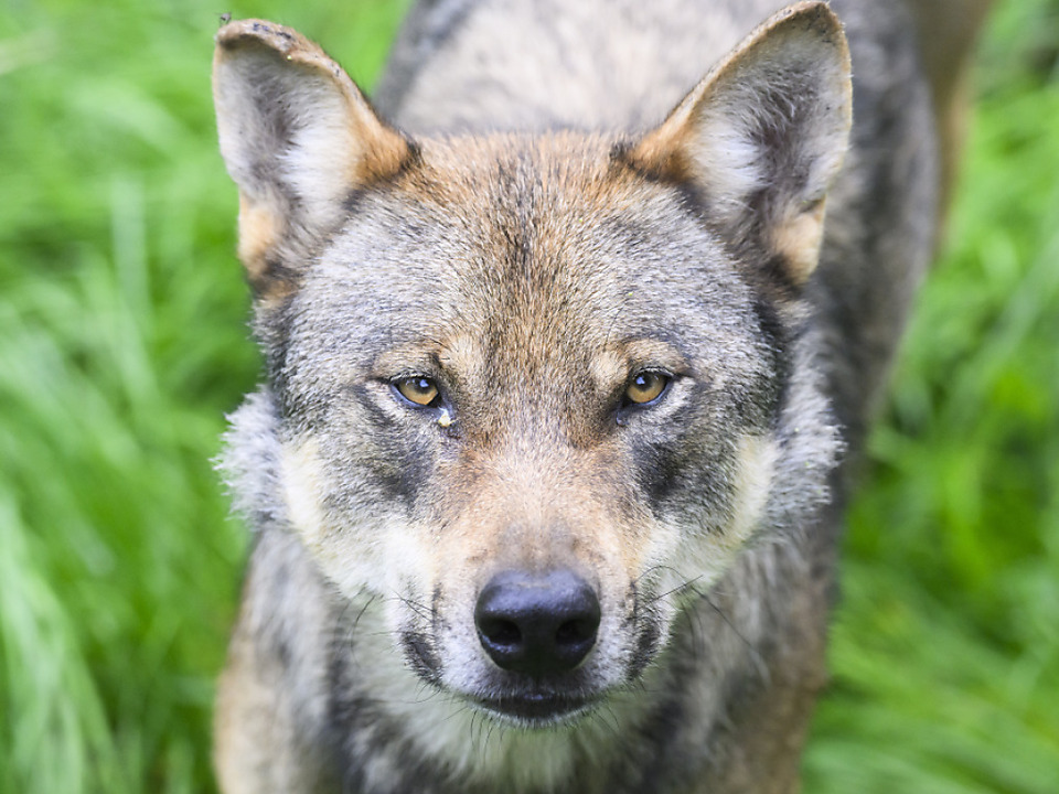 Für Wölfe könnte es in der EU künftig etwas ungemütlicher werden