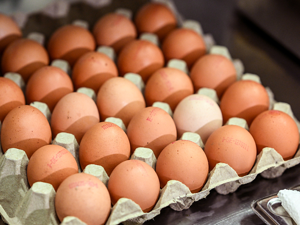 Woher-die-Eier-kommen-ist-eine-beraus-wichtige-Frage