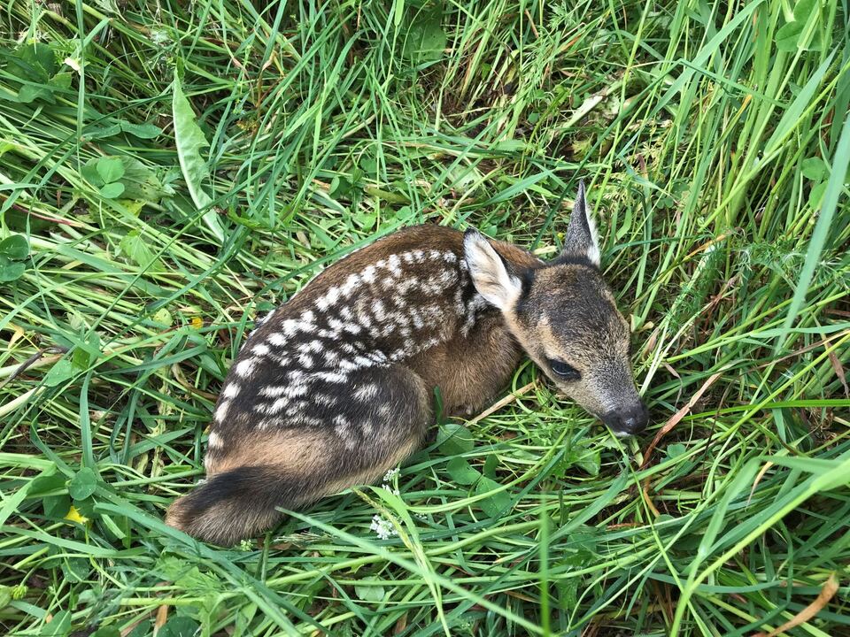 Wildunfall-112-w-hlen-Tiere-vor-Ort-lassen