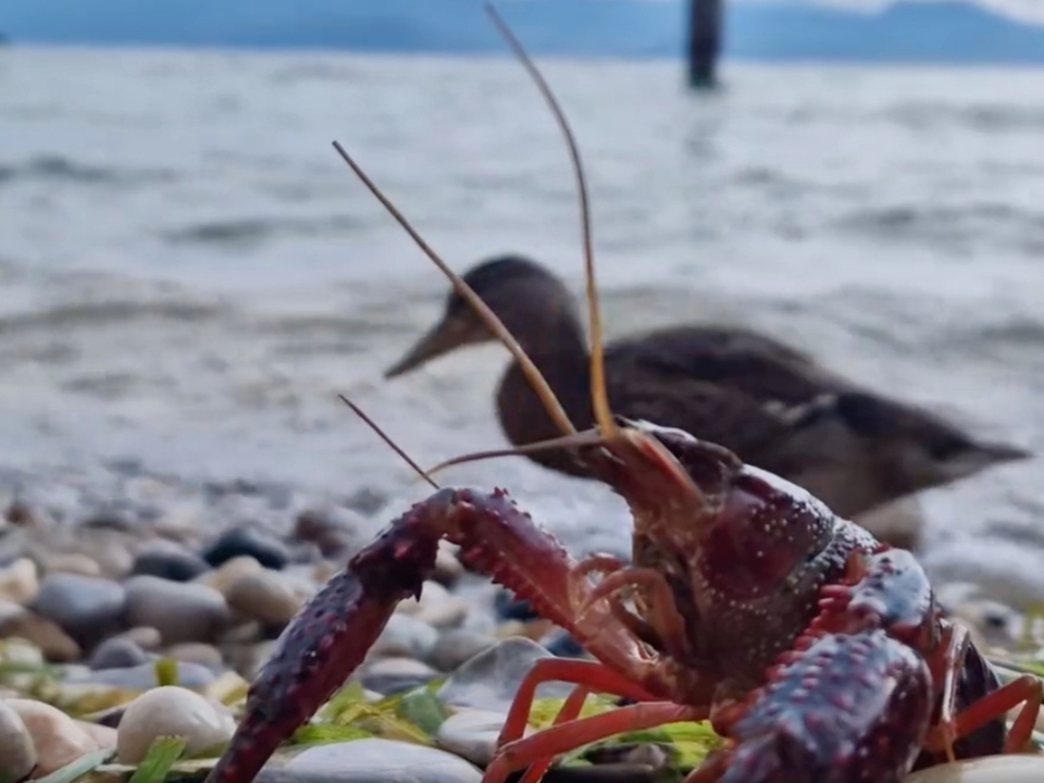 Invasion von “Alien-Garnelen” am Gardasee – Südtirol News