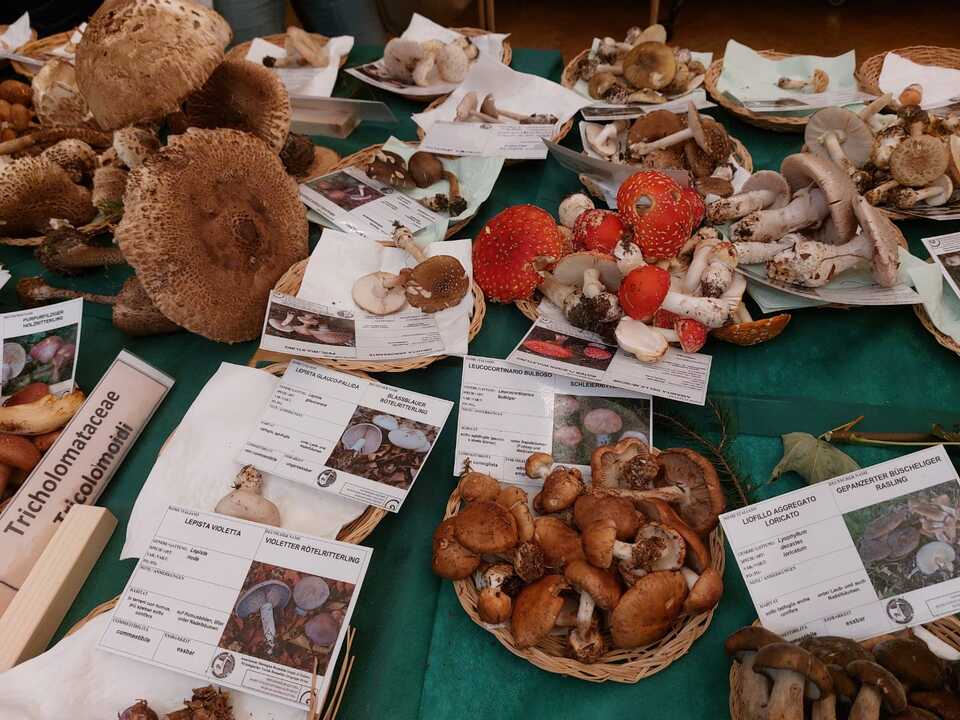 Pilz-Event-im-Kolpinghaus-ein-gro-er-Erfolg