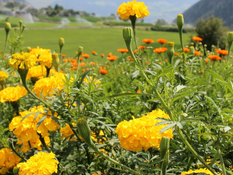 Das-gr-ne-Gold-der-Alpen