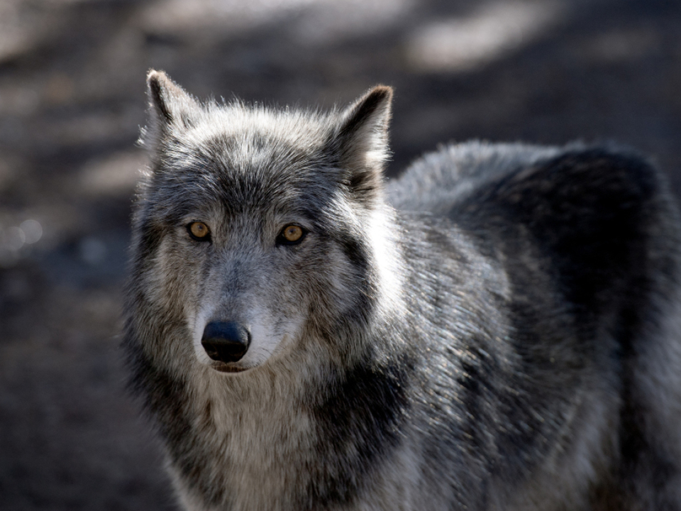 Walcher-begr-t-Herabsetzung-des-Wolf-Schutzstatus