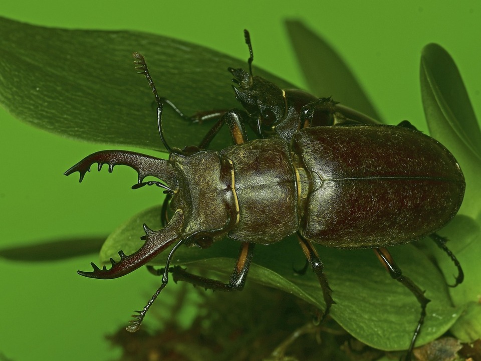 Citizen-Science-Beobachtungen-melden-und-zum-Naturschutz-beitragen