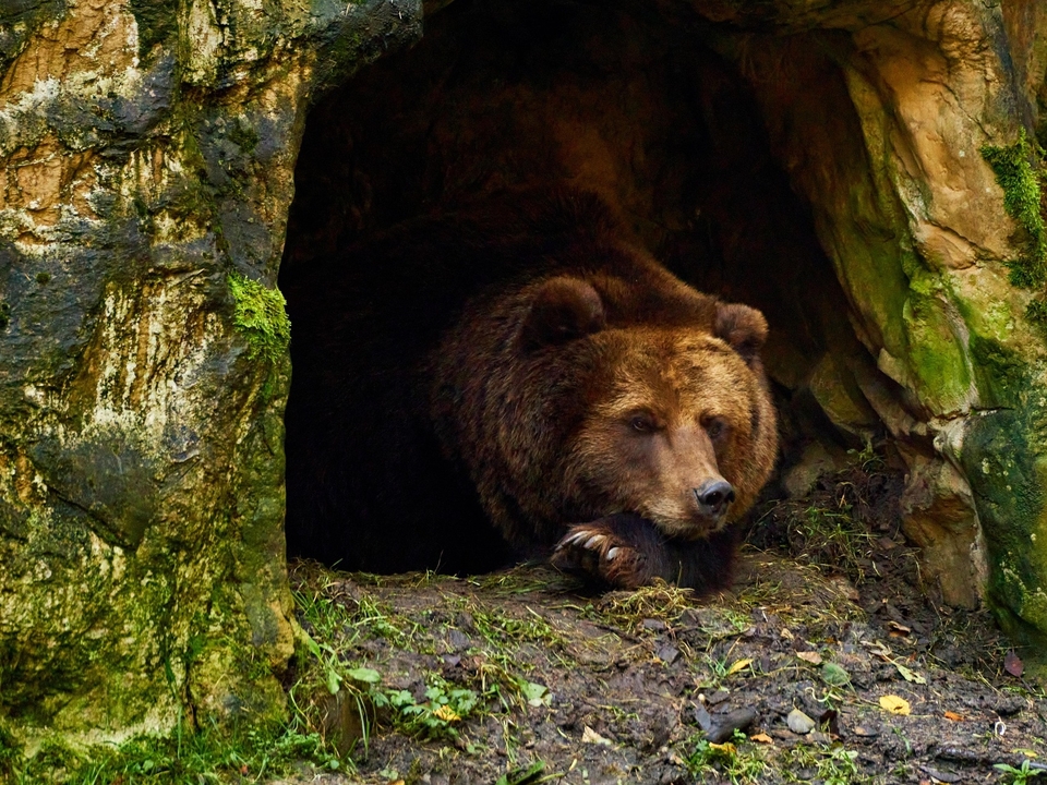 AVS-Richtiges-Verhalten-im-B-ren-und-Wolfsgebiet