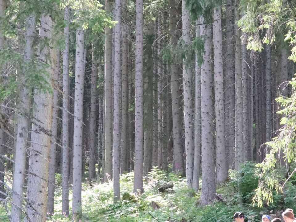 Waldp-dagogik-Der-Mensch-im-Dialog-mit-der-Natur