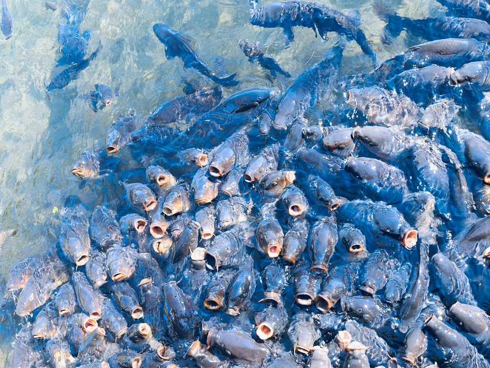 Sind-Aquakulturen-eine-nachhaltige-Alternative-zur-Fischerei-