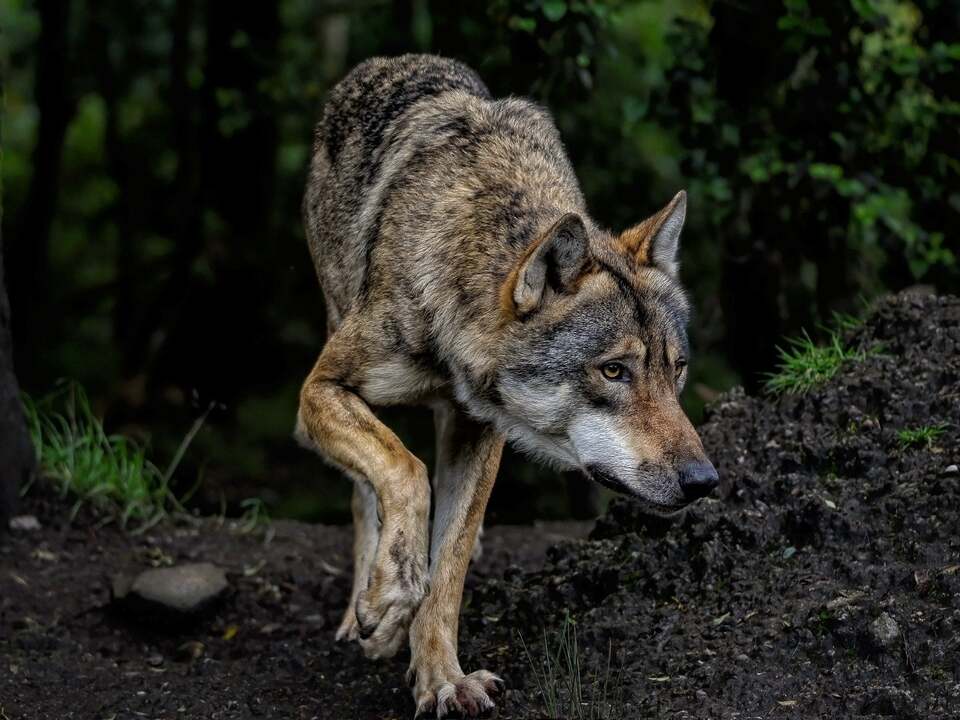 Wolf-Entnahme-im-Vinschgau-vorerst-gestoppt