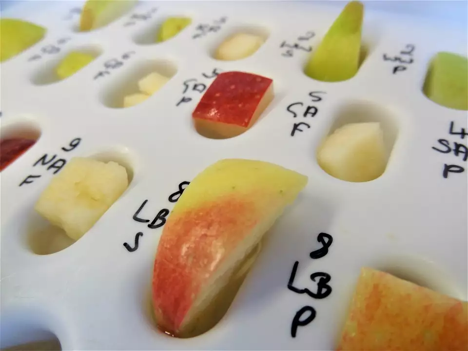 Apfel als Medizin gegen Birkenpollenallergie