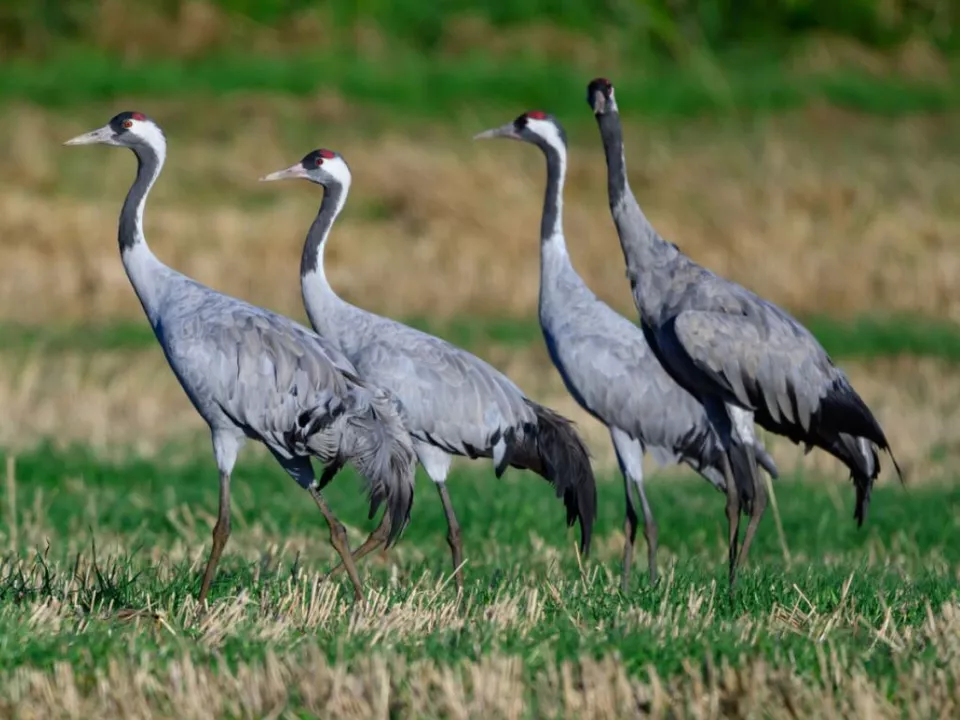 Bedingungen nicht so ideal wie im Vorjahr