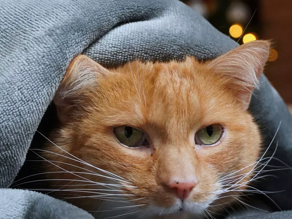 Katze Silvester Weihnachten Feier Stress