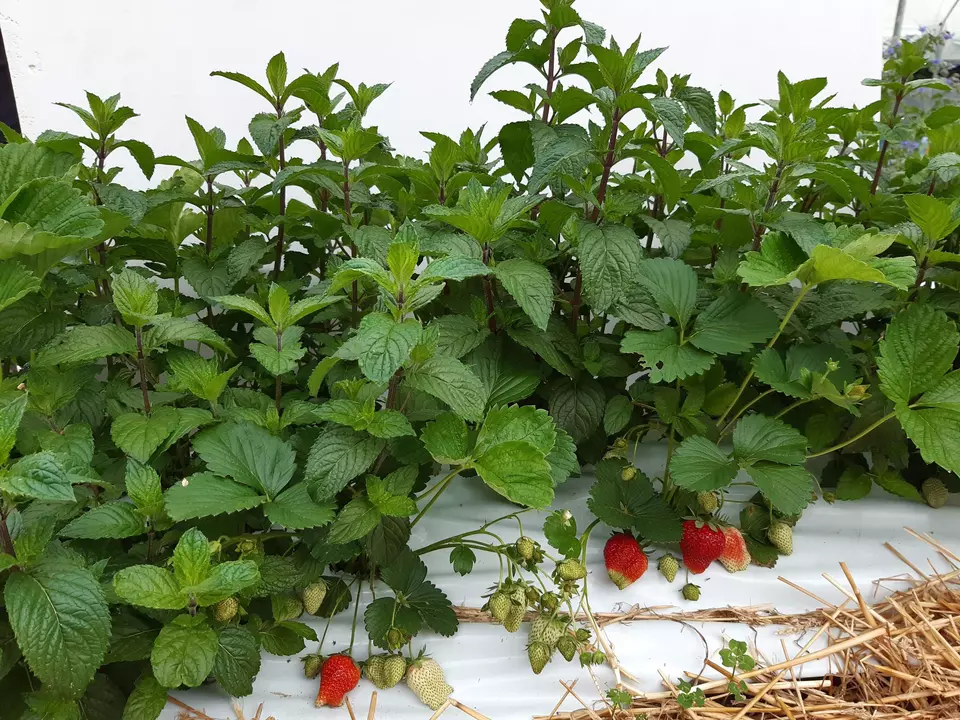 Erdbeere und Pfefferminze