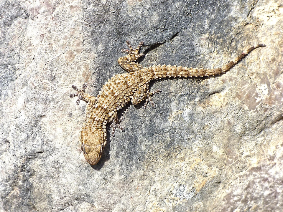 gecko-2126152_1280