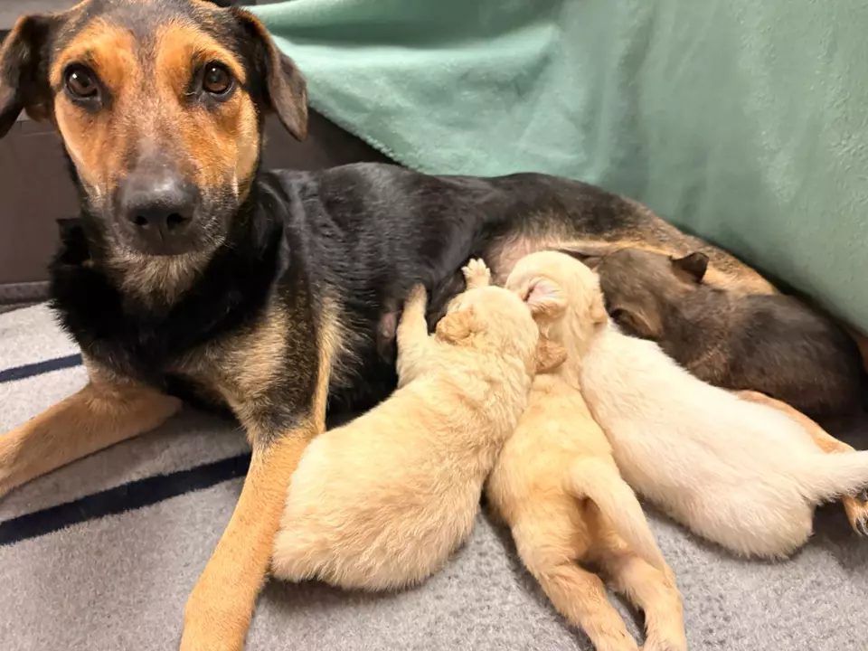 Mila mit Welpen 3 ©ÖTV