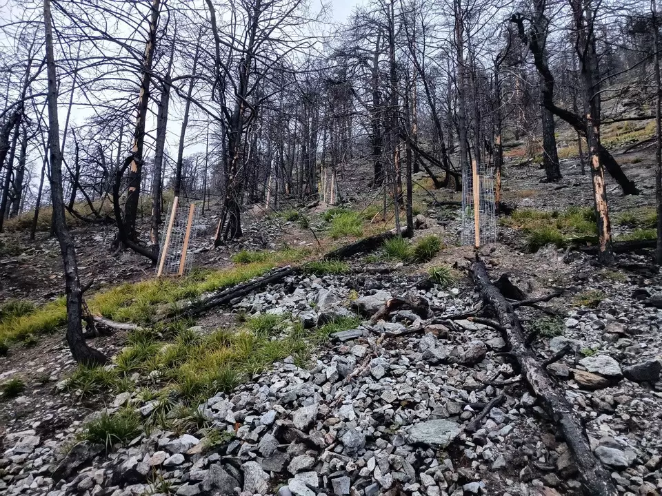 Die Laubbäume werden mit wiederverwendbaren Einzelschutz-Drahtkörben vor Verbiss- und Fegeschäden durch Schalenwild geschützt.