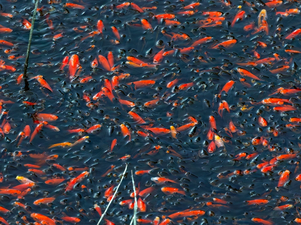 576805620_25561437800140431_878315071295195696_n