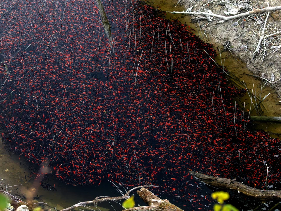 579088304_25561438020140409_5567608670973315088_n