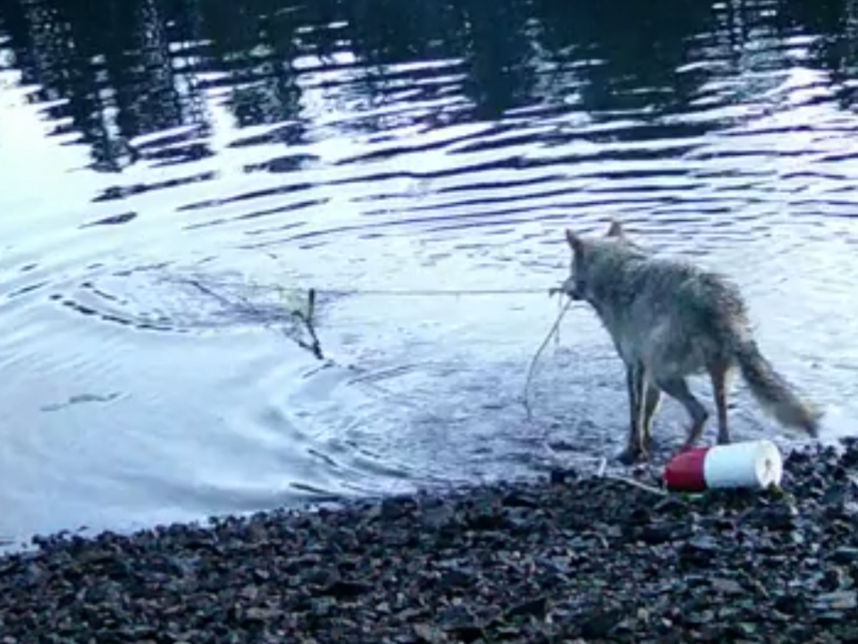 Wolf-geht-in-Kanada-Krabben-angeln