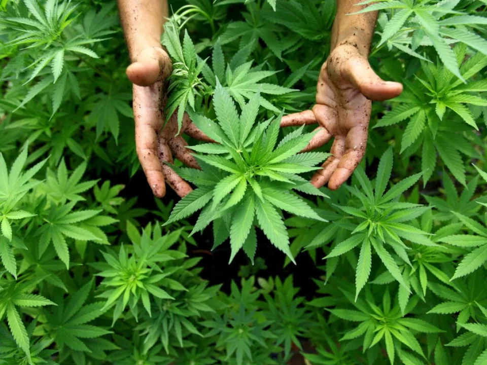 Das Geschäft mit der Ernte von Hanfpflanzen platzte