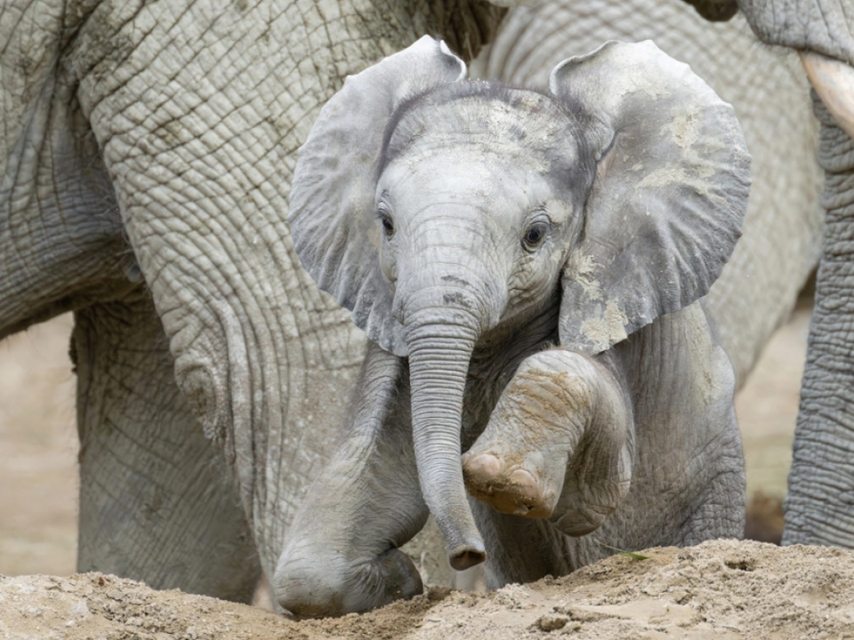 Der kleine Elefant fühlt sich pudelwohl