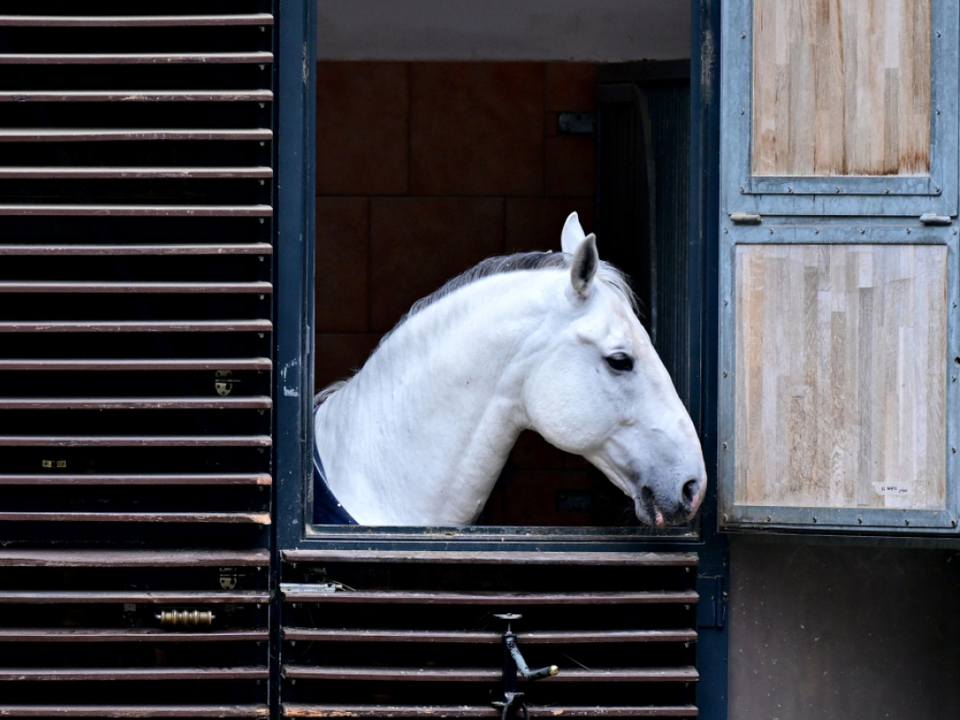 Hofreitschule-wehrt-sich-gegen-Tierqu-lerei-Vorw-rfe