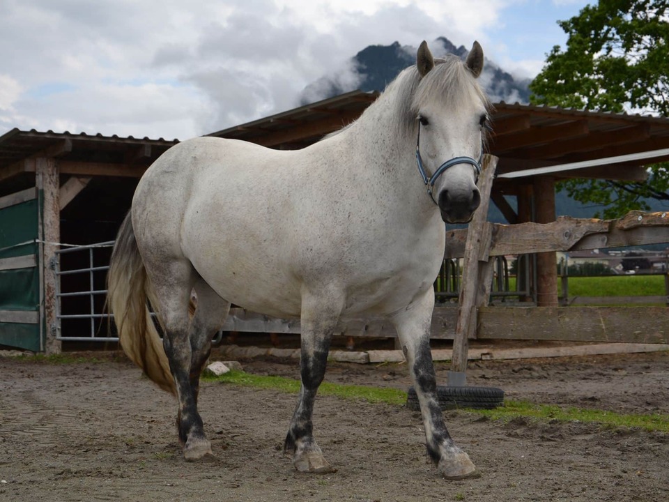 Wenn-Pferde-auf-Di-t-gesetzt-werden