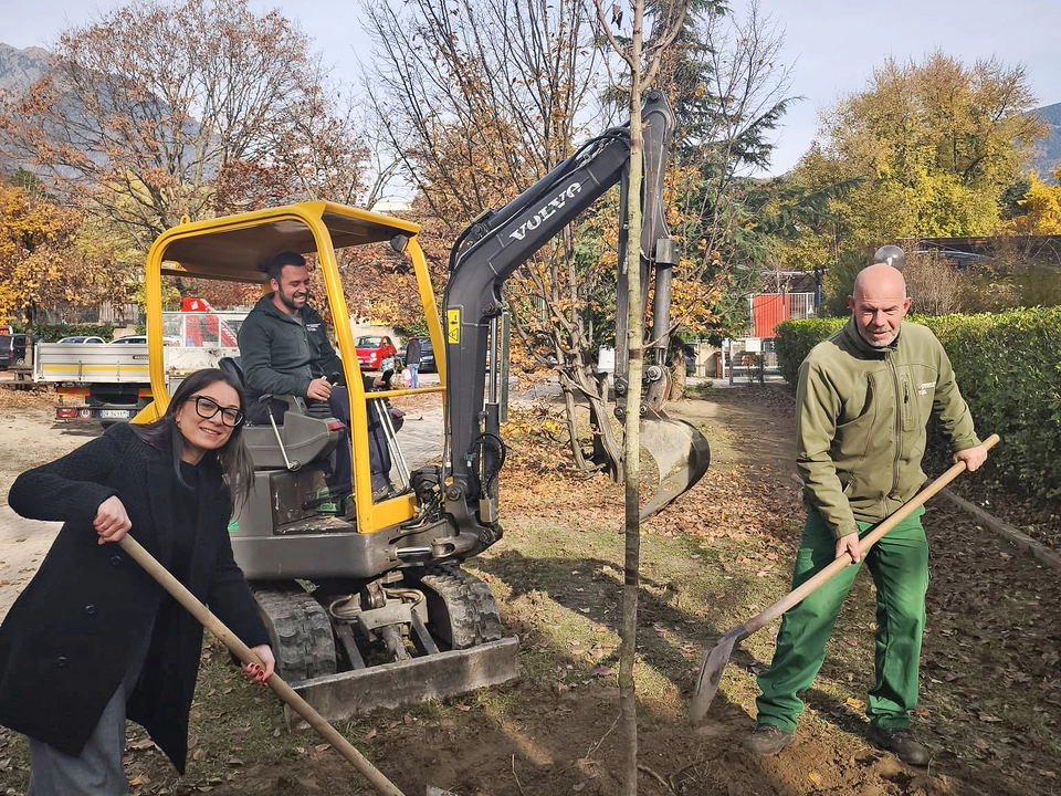 Neupflanzung von Bäumen in Meran