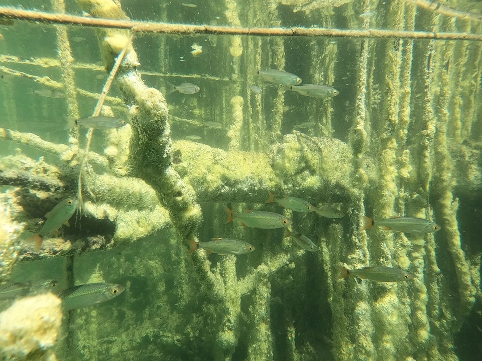 Süßwasserfische Scardinius im Montiggler See Foto (1)
