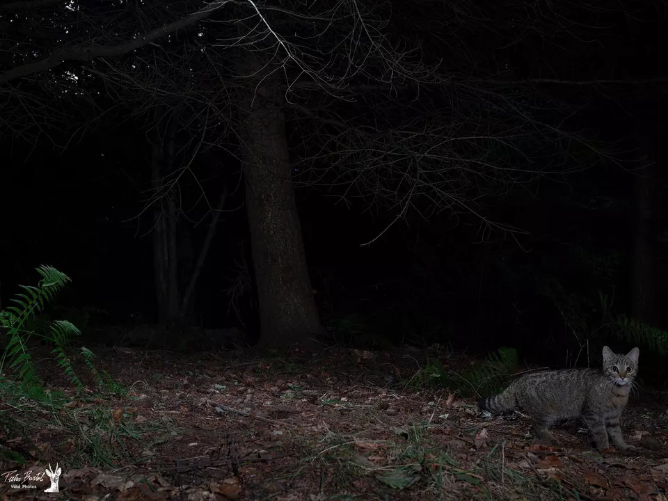 Wildkatze - Geist des Waldes