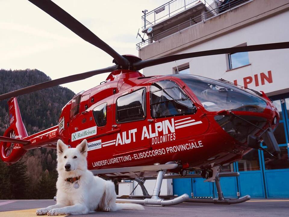 Lawinenhund-Ria-bereit-f-r-den-Ernstfall