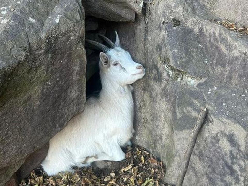 Ziege-in-Felswand-in-Not