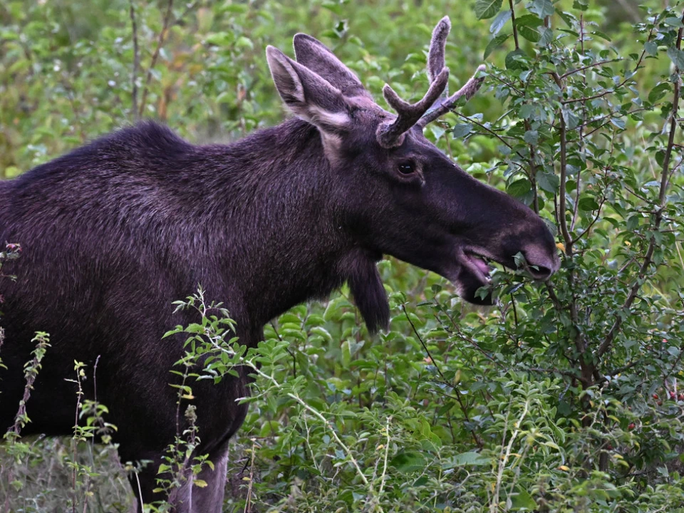 Der überzeugende tierische Kurz-\
