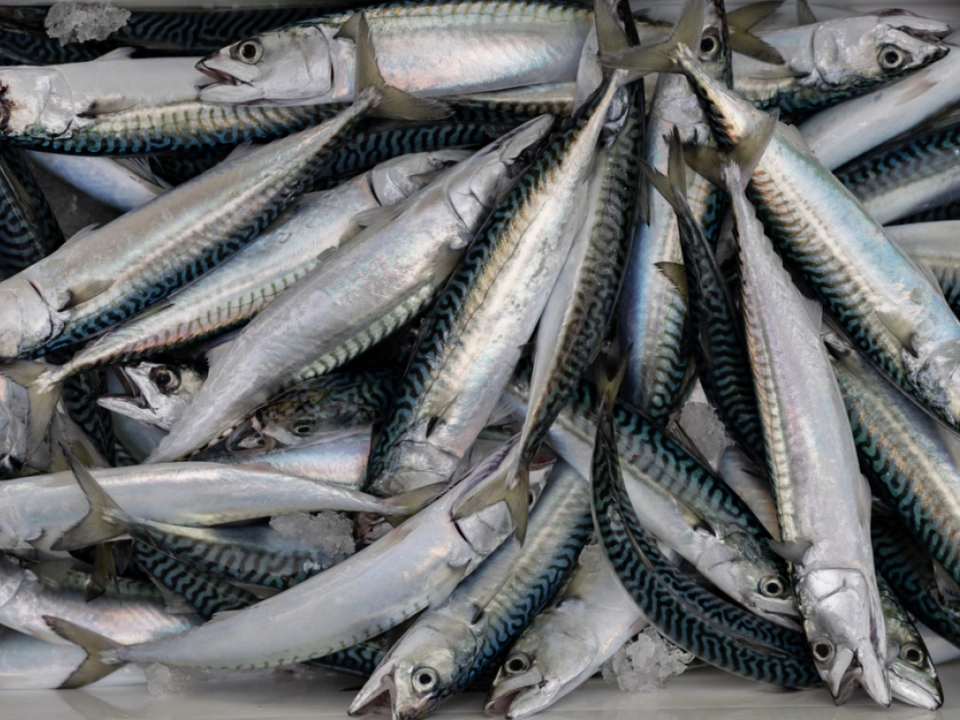 Einigung auf 70-prozentige Senkung der Obergrenze für Makrelen