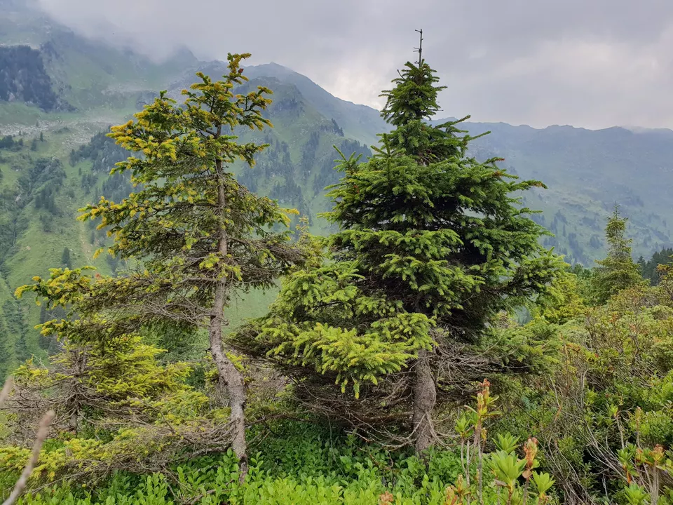 Infizierte und gesunde Fichte (1)