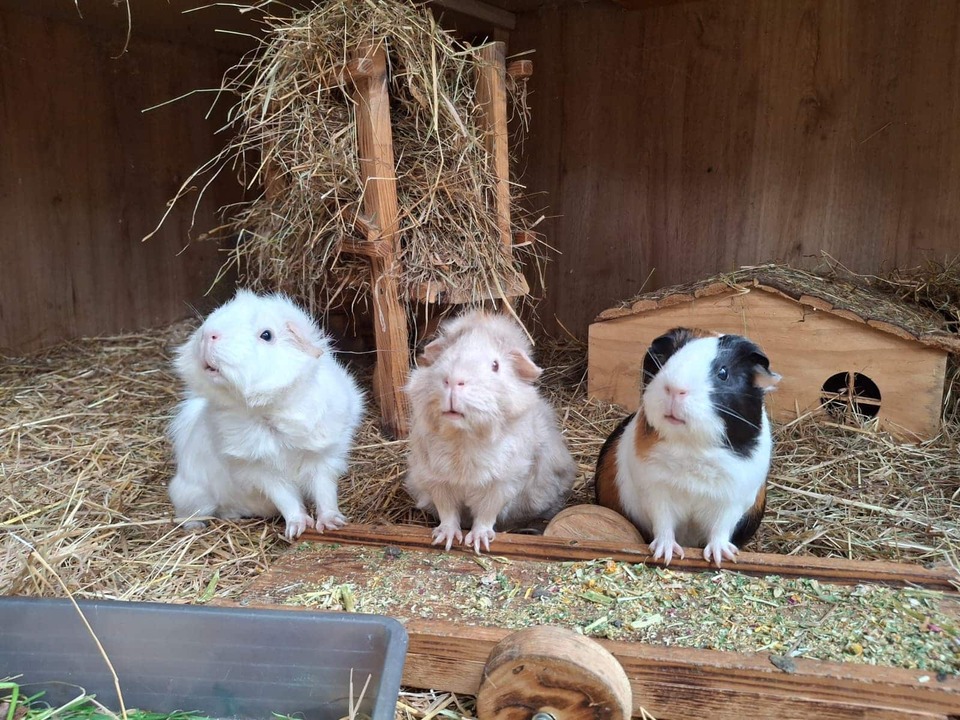 Tierschutzverein-warnt-vor-Haustieren-als-Weihnachtsgeschenk