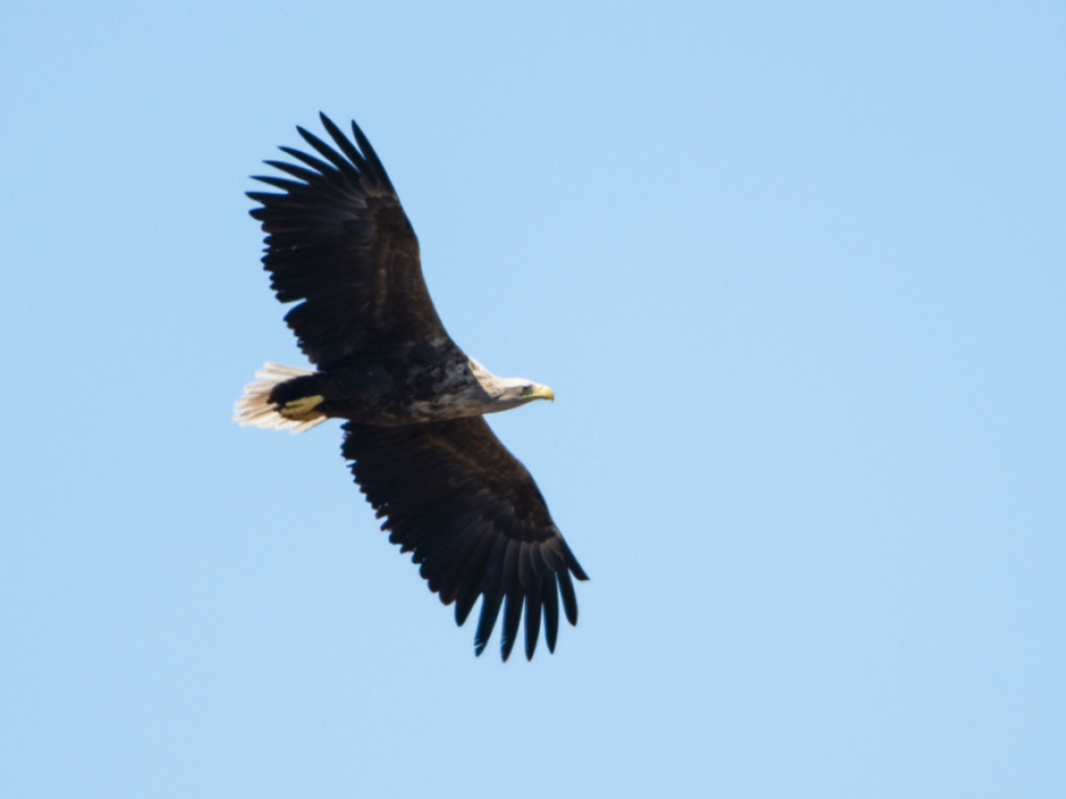 WWF-k-rt-die-Gewinner-und-Verlierer-des-Tierreichs-2025