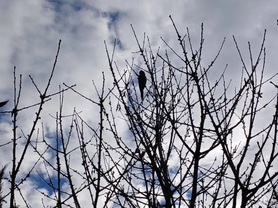 Parrocchetto liberato