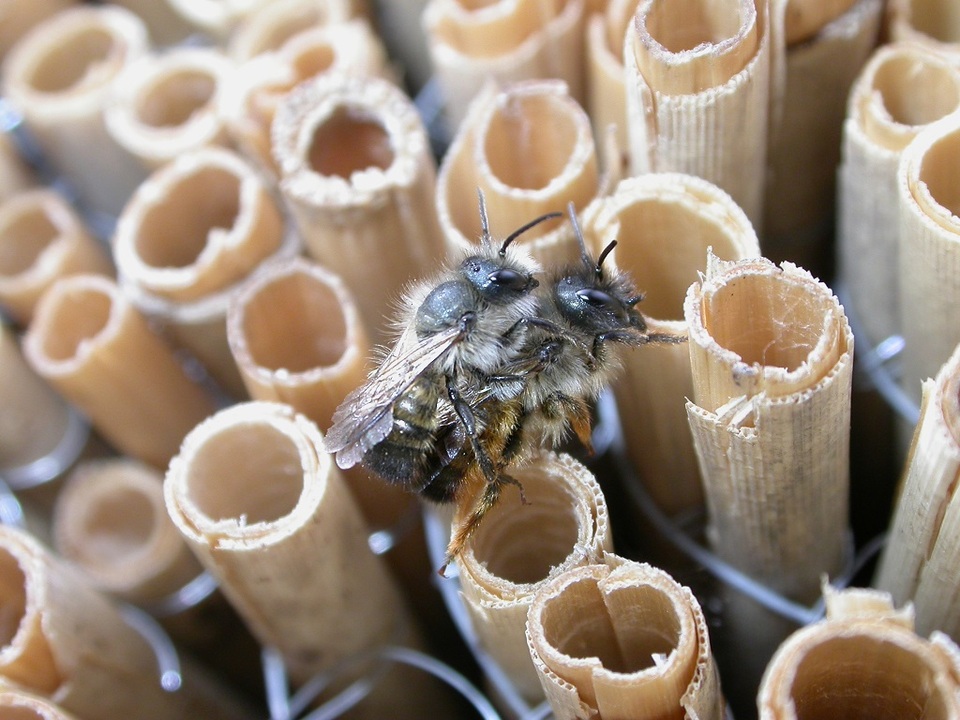 Naturmuseum-widmet-sich-der-Welt-der-Wildbienen