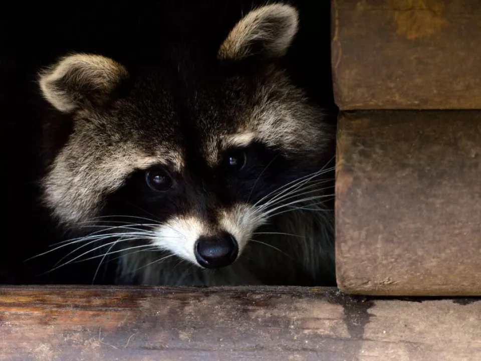 Waschbären sind neugierige Wesen