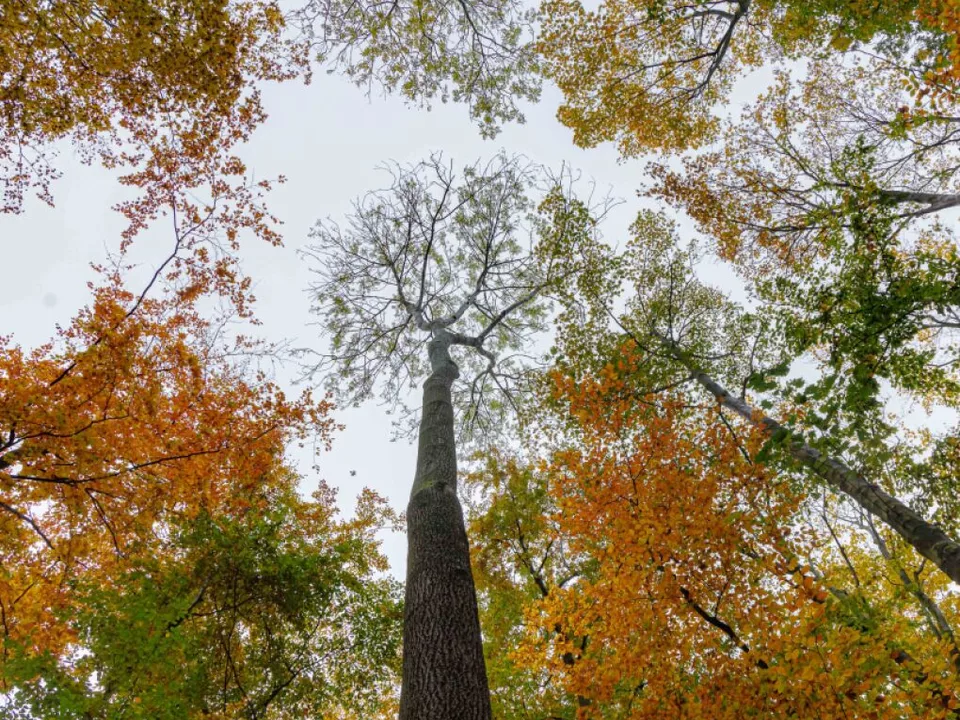 Zwei Vorfälle binnen weniger Stunden Herbst Wald Baum