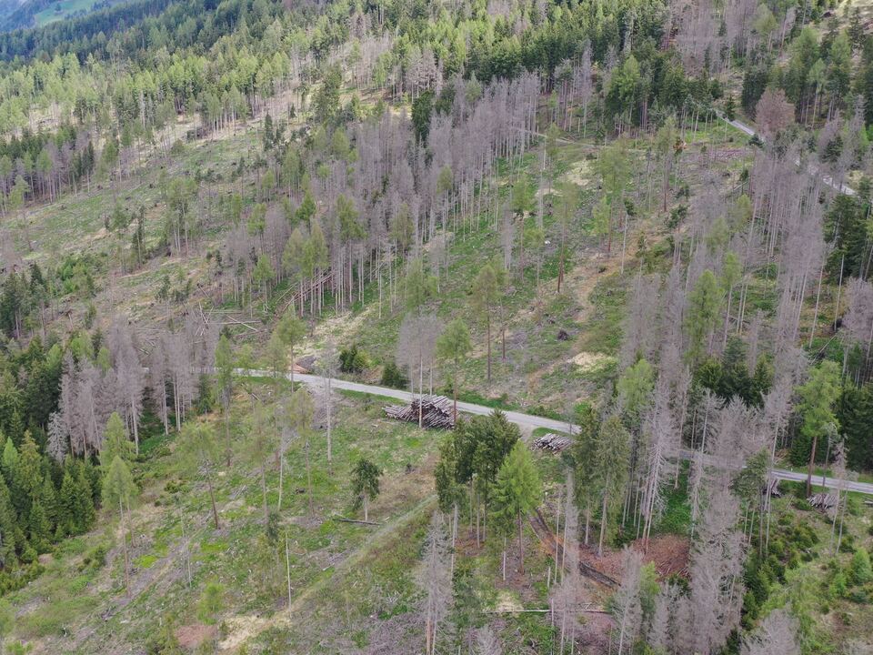 S-dtirol-r-stet-W-lder-gegen-Klimawandel