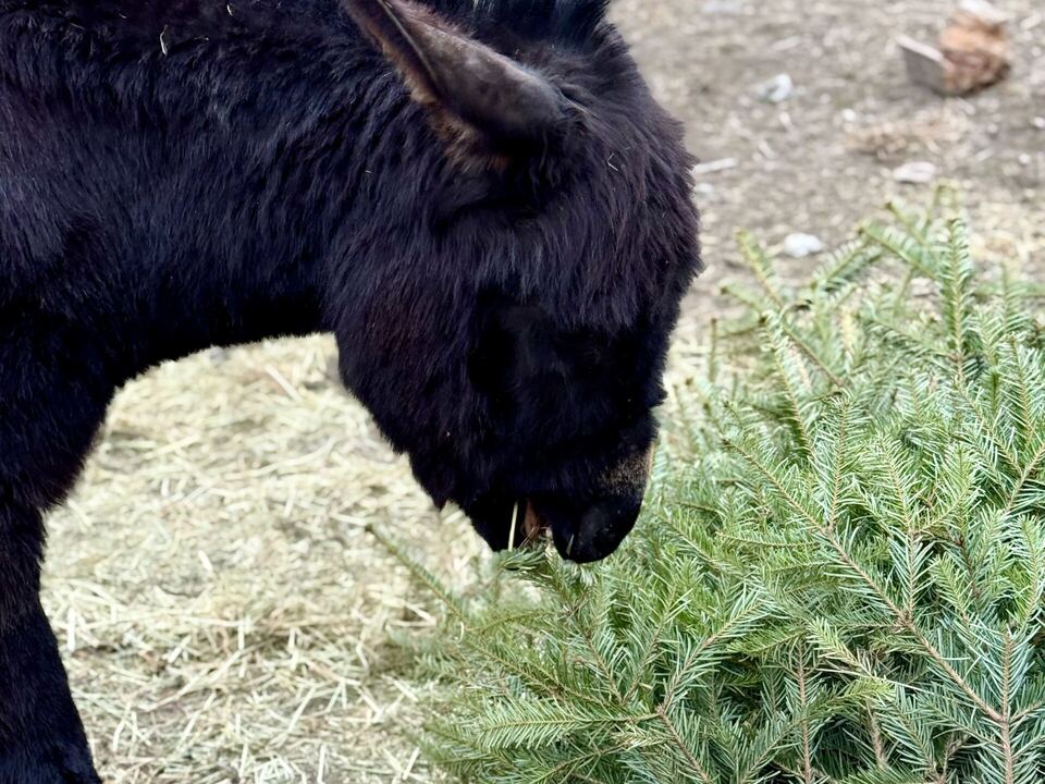 Brixner-Christb-ume-finden-neues-Leben-am-Vintlerhof