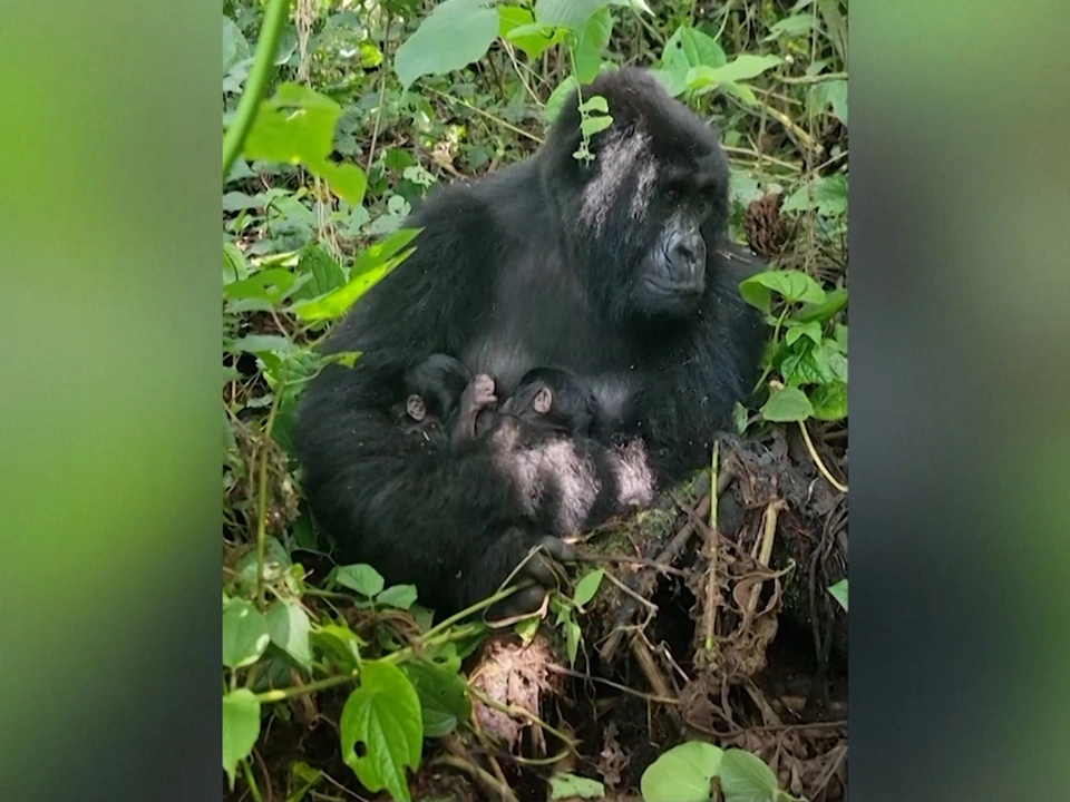 Seltene Zwillingsgeburt bei bedrohten Berggorillas