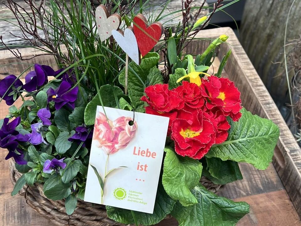 -Liebe-die-Wurzeln-schl-gt-