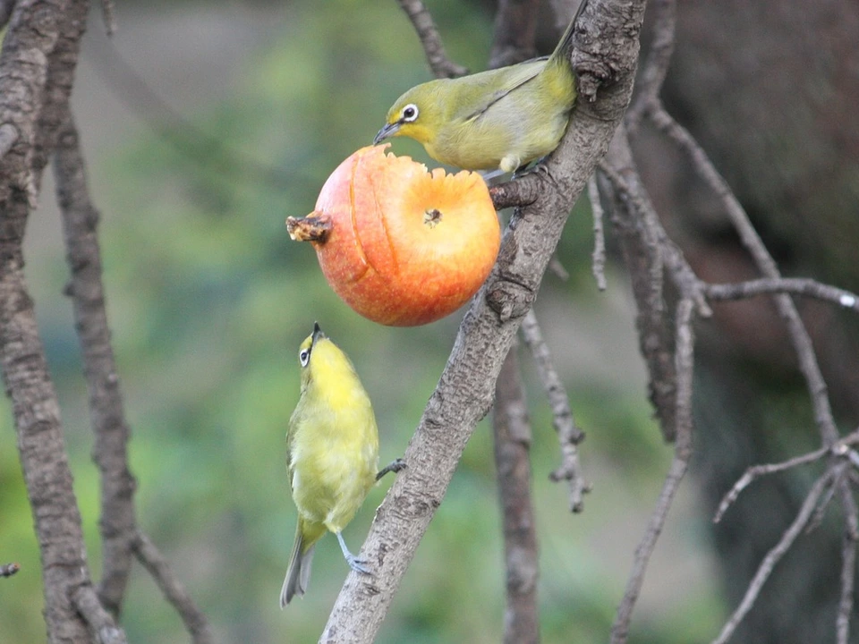 Dann ist der Apfel am gesündesten