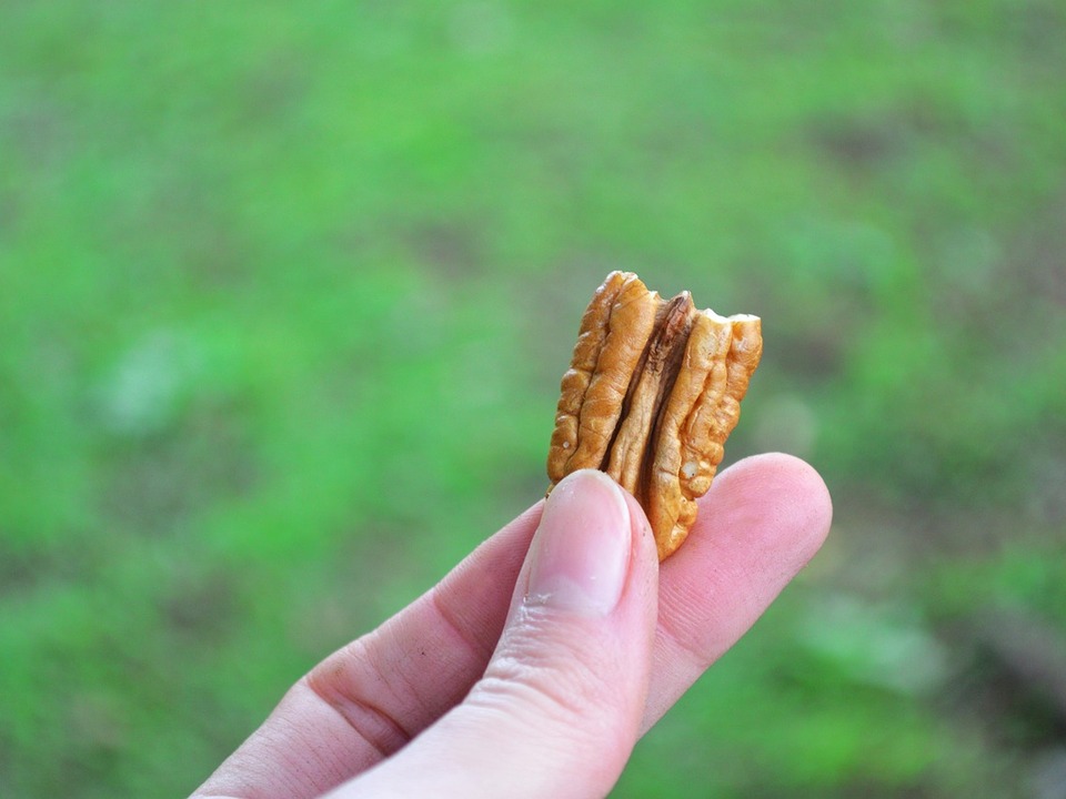 Waln-sse-senken-Cholesterin-messbar