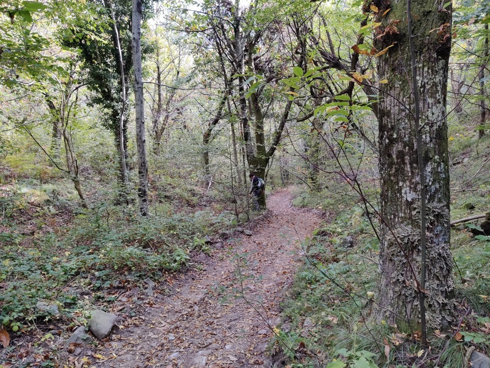 Die-verborgene-Rolle-von-Flechten-und-Bryophyten-in-W-ldern