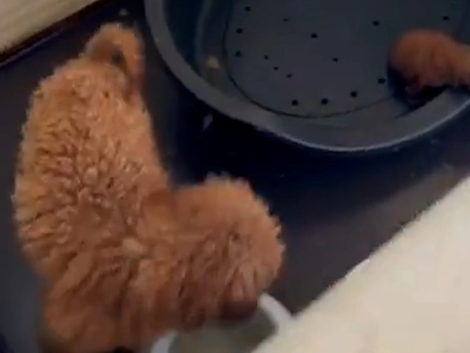 26 Pudelwelpen aus illegaler Zucht gerettet