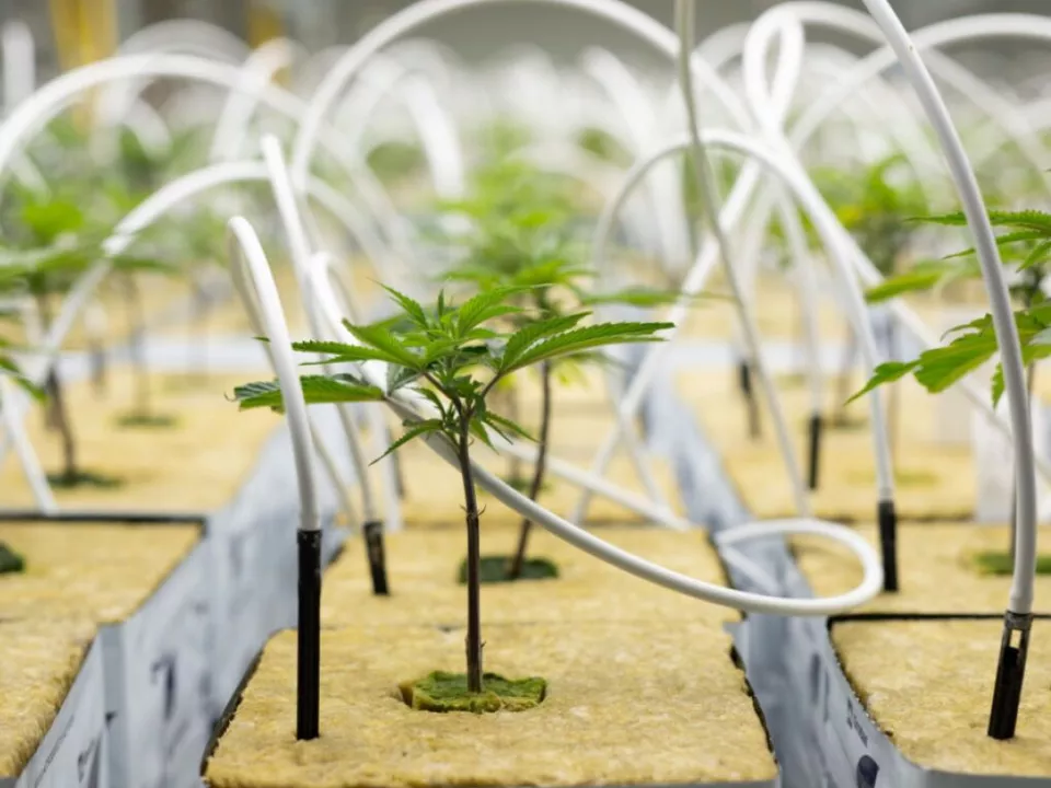 Kaum Nutzen von Cannabis bei psychischen Leiden